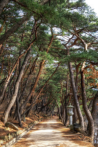 寒松韩国通度寺入口附近的mupunghansonggil路上的松树背景