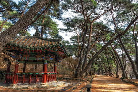 寒松南韩Tongdosa寺庙入口附近的MupunghansongGil路上小韩国塔馆和松树林背景