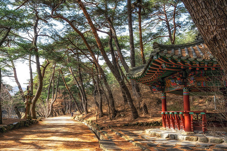 寒松南韩Tongdosa寺庙入口附近的MupunghansongGil路上小韩国塔馆和松树林背景