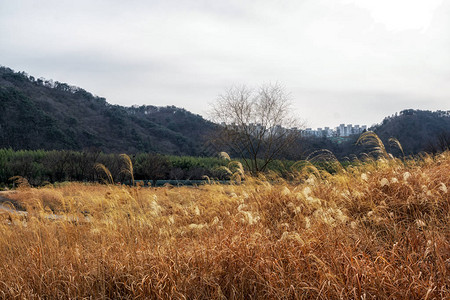 南朝鲜乌桑的Taehwagang公园草原图片