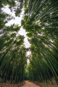 Simnidaebat竹林的竹树环绕图片