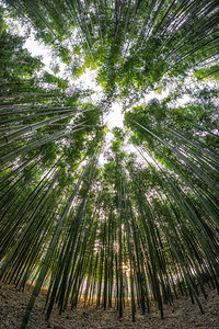 西普里竹林树林韩国人高清图片