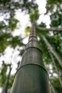 Simnidaebat竹林一棵竹图片