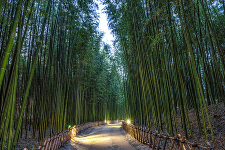 Simnidaebat竹林小径在晚上蔚山太和江大公园内著名的竹林图片