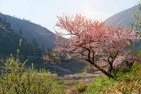 广东省川县地铁区PeachBlossom的图片