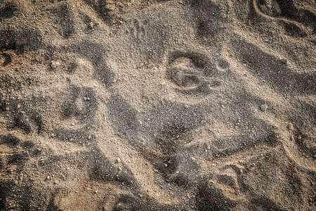 沙子纹理背景上的动物脚印轨迹图片