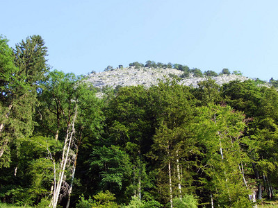 阿尔普斯坦山脉斜坡和莱茵河谷的树木和混交林瑞士圣加仑州和阿彭图片