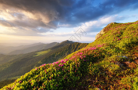 在鲜花盛开和日出期间的山丘上的花朵在夏季时间的自然景观山脉图片