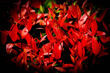 草原的美丽红色树叶或园艺中的克里斯蒂娜图片
