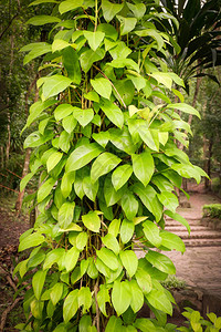树自然植物上的绿叶藤背景图片