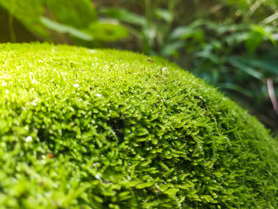 在岩石上紧的美丽绿苔自然雨林中的石头上生长着草地图片