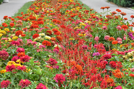 花坛里的红花图片