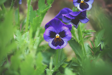 生长在夏日花园里的紫色花高清图片