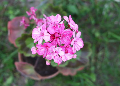 希拉宁花朵粉红色图片