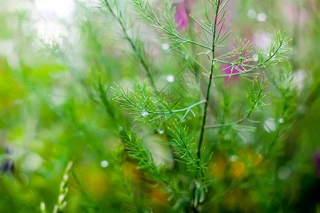 雨后水滴中的湿绿芦笋枝图片