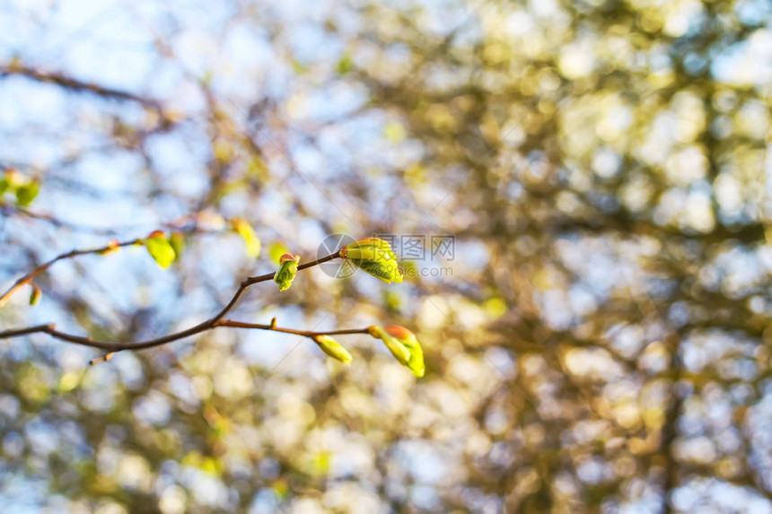 在蓝天空背景下春树的绿枝以图片