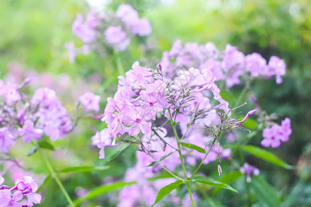 夏日公园里美丽的紫色福禄考花图片
