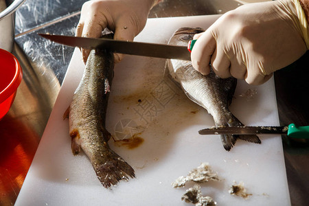 厨师手握套干净的多拉和鳟鱼白图片