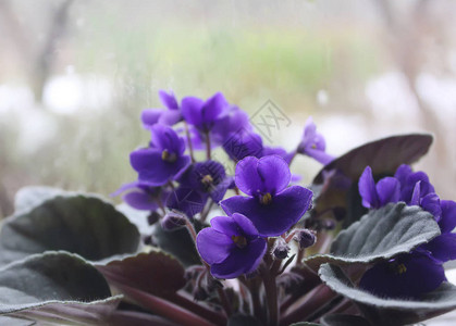 花盆里的紫罗兰或中提琴花特写图片