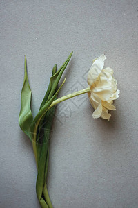 浅色纸背景上的美丽郁金香花图片
