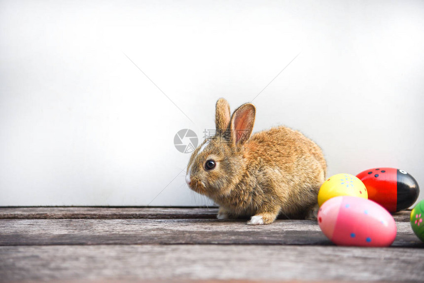 灰色背景中的复活节兔子和复活节彩蛋五颜六色的彩蛋和小兔子坐在用节日图片