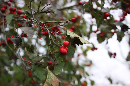 秋天树枝上成熟的红山楂浆果图片