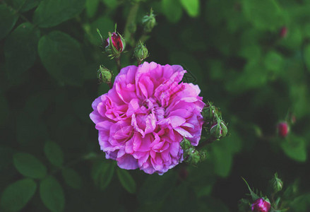 生长在夏天庭院里的玫瑰花图片