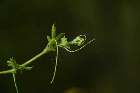 一种叫苦瓜的爬动植物的新绿叶看第一道图片