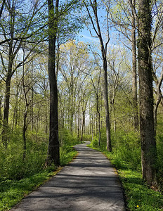 森林的初春有一条小巷穿过林木地带树木图片
