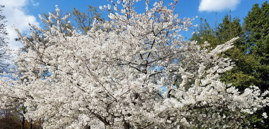 樱花盛开的春天背景图片