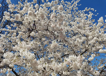 春天背景樱桃树花在清蓝图片