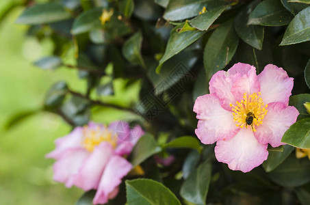 绿色灌木上的粉红色花朵图片