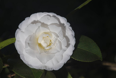 新鲜白花的特写镜头背景图片