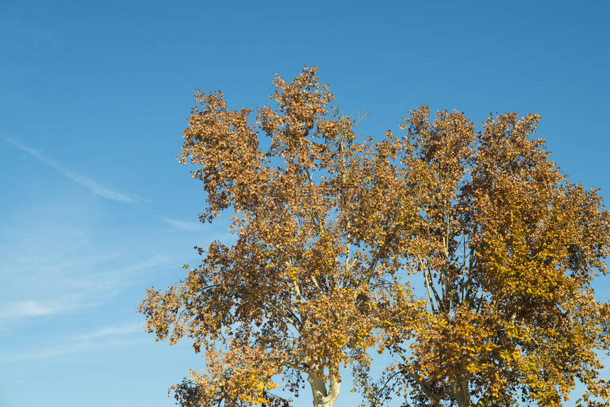 蓝天上长着树叶的树枝图片