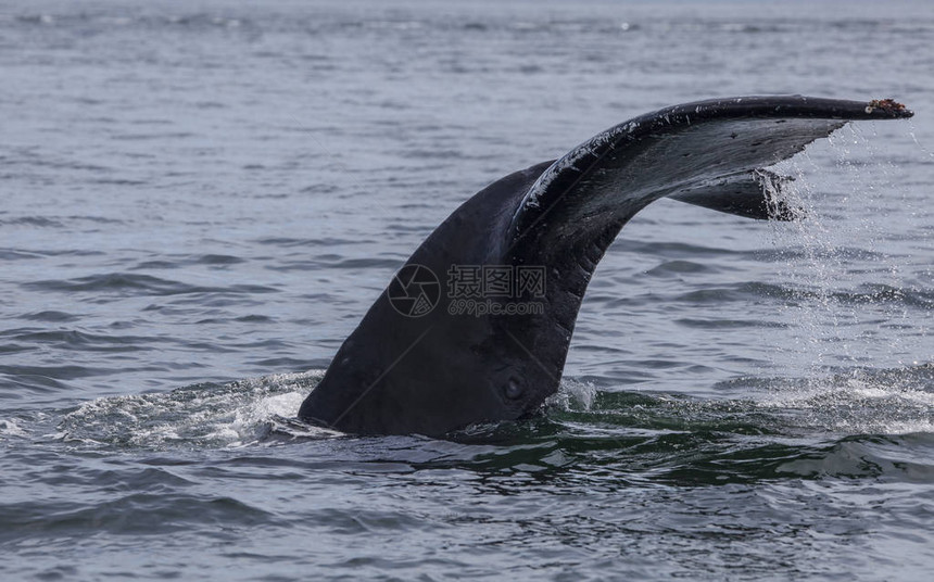 座头鲸在阿拉斯加东南部滴水的故事图片