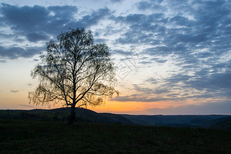 一棵孤单的树在山峡底的太阳背景图片