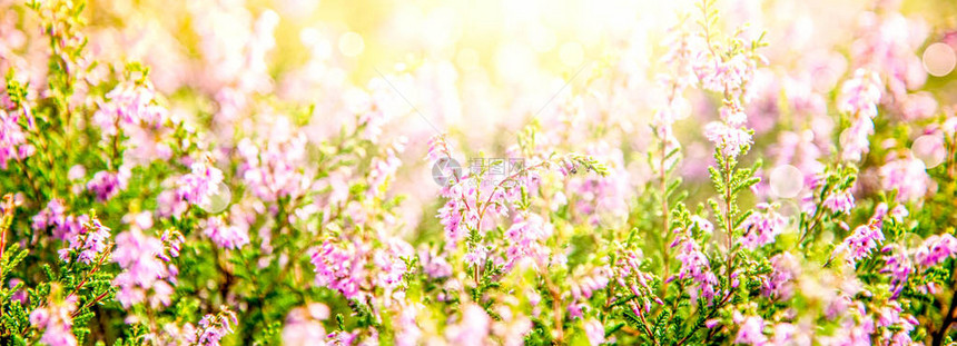 埃里卡花田或草甸春季或夏季具有散景效果的轻松和平图片