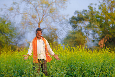 黑芥菜田的印地安农夫图片