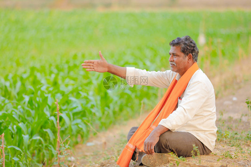 绿色玉米田的印地安农夫图片