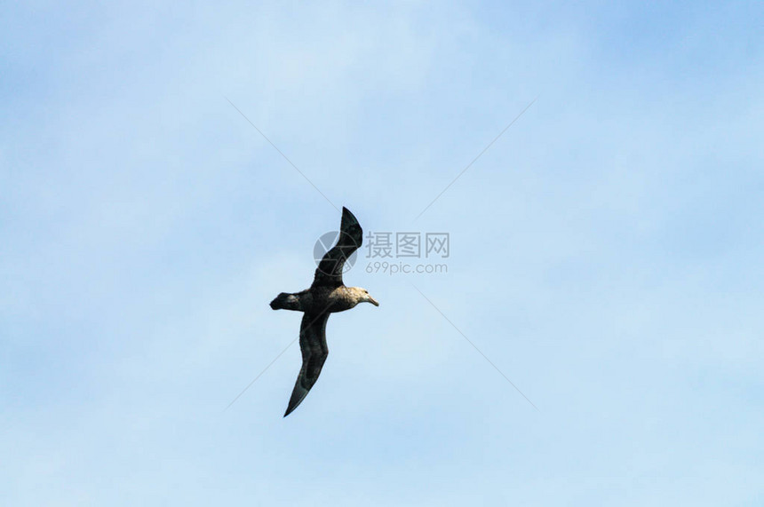 南方巨型海燕Macronectesgiganteus在南大西洋上空盘旋图片