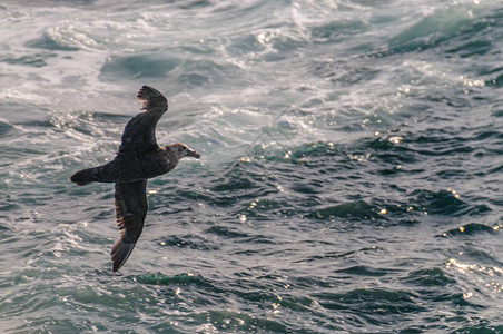 南方巨海燕南方巨型海燕Macronectesgiganteus在南大西洋上空盘旋背景