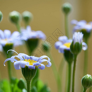 夏天花园里的蓝色雏菊图片