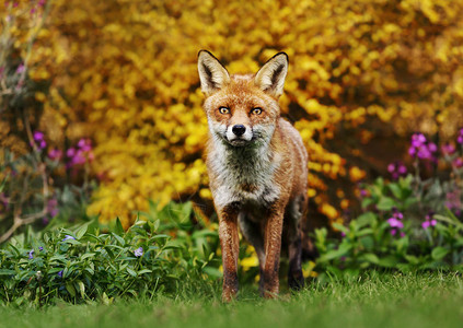 一只红狐狸站在英国黄色鲜花洗图片