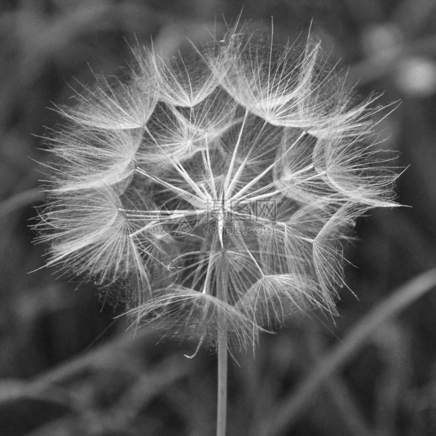 dandelion宏观照片夏季超级特端黑图片