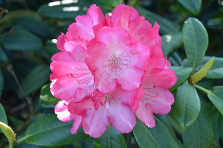 夏季在市公园的花朵rhododendendron高清图片