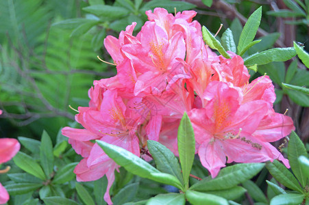 夏季在市公园的花朵rhododendendron高清图片