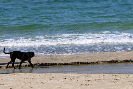 狗在以色列地中海沿岸散步图片