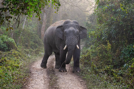 一头野牛大象在丛林中的路上图片