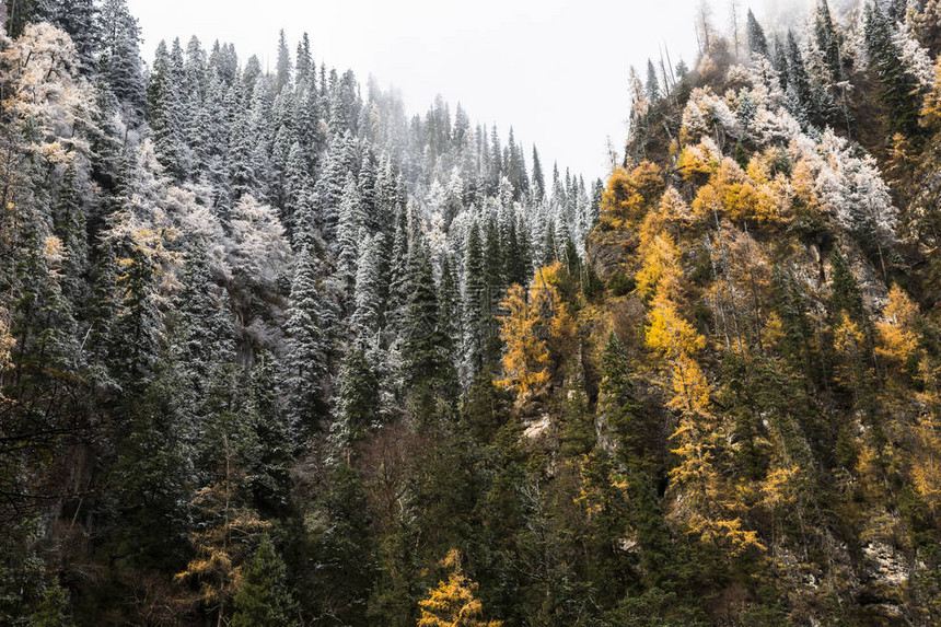 秋天的森林云南图片