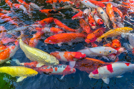 日本花园里的鱼群图片